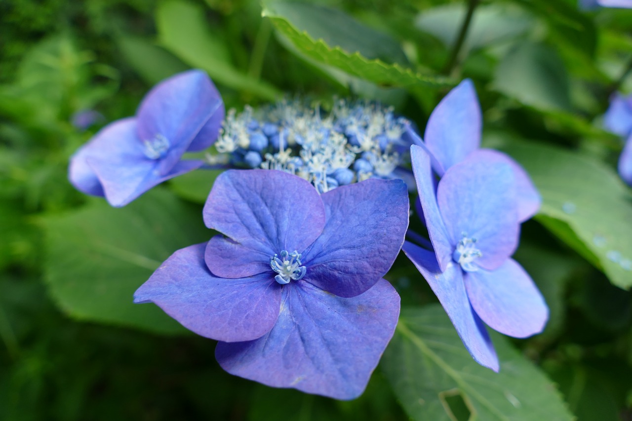 flowers blue hydrangea free photo