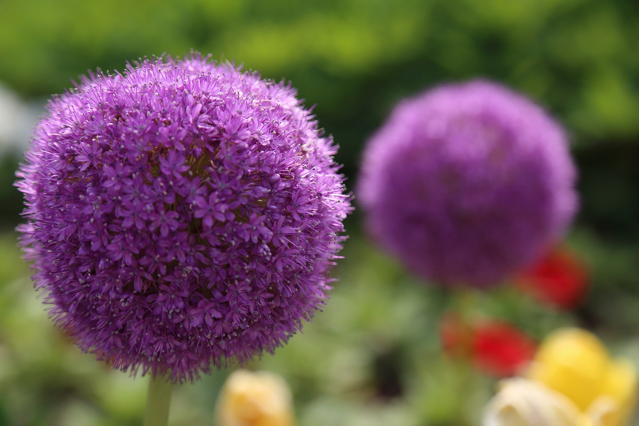 flowers plants pink flower free photo