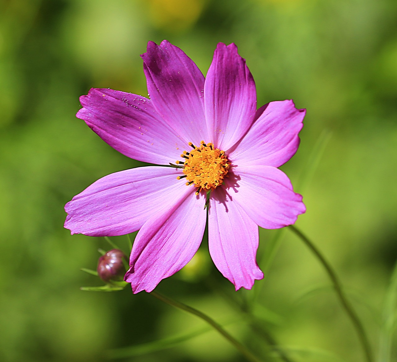 flowers summer summer flowers free photo