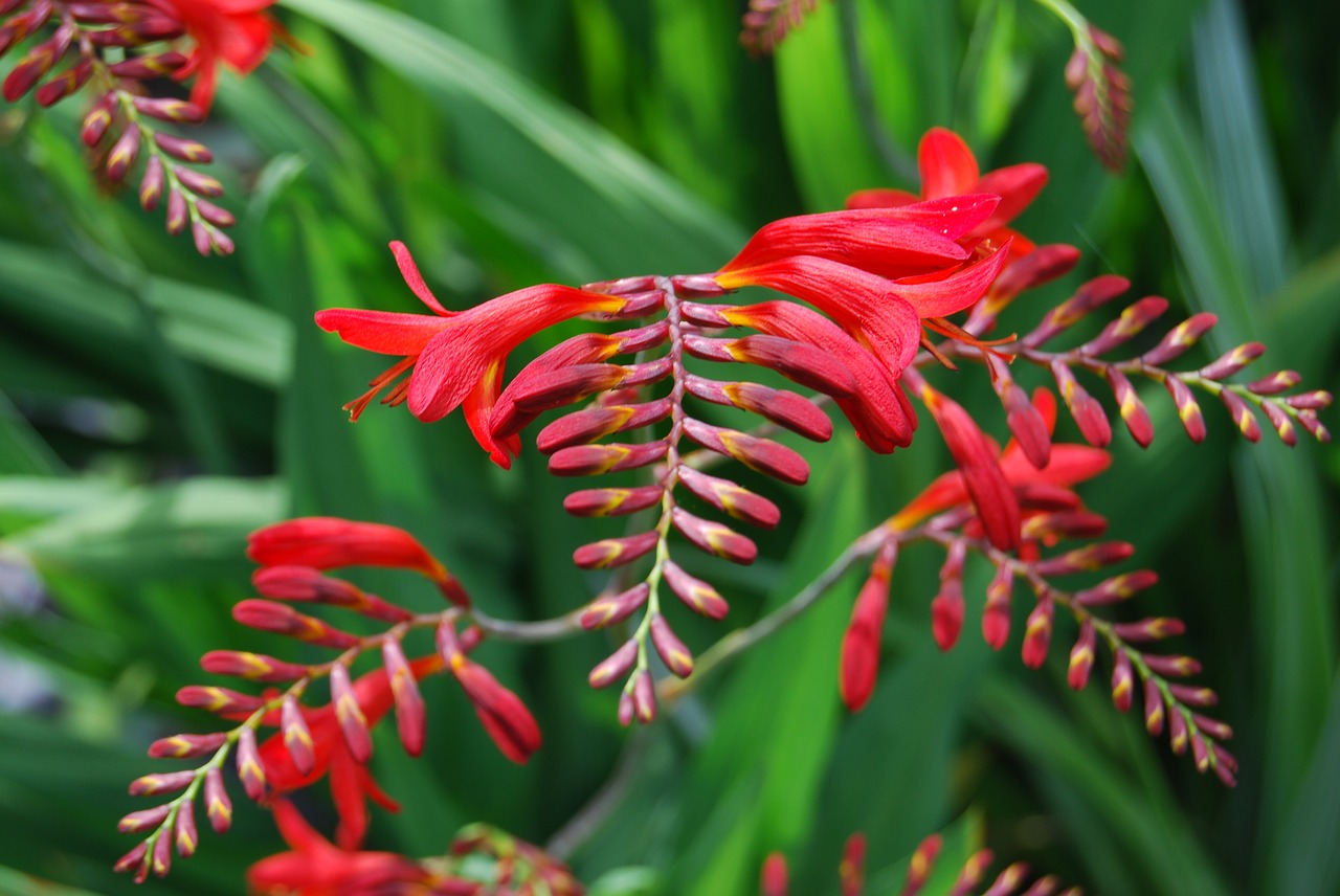 flowers head colours free photo