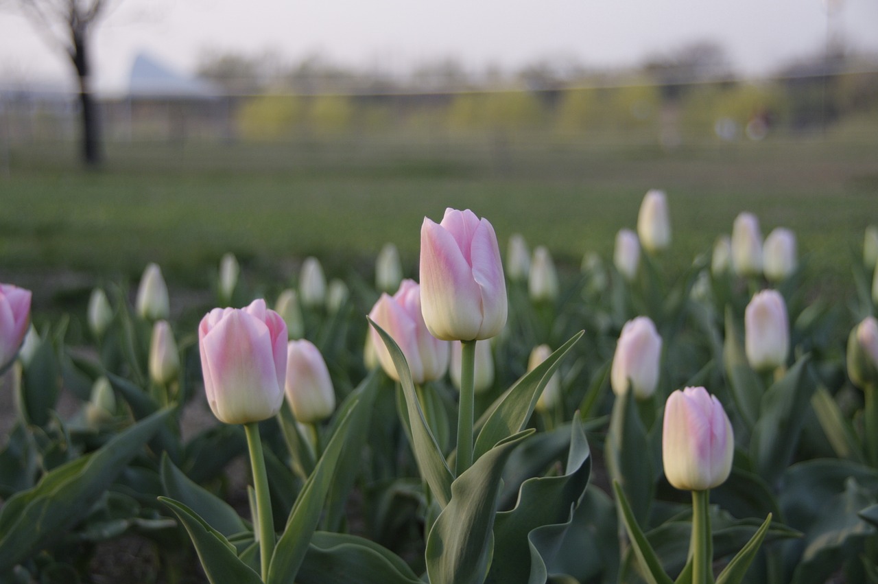 flowers nature republic of korea free photo