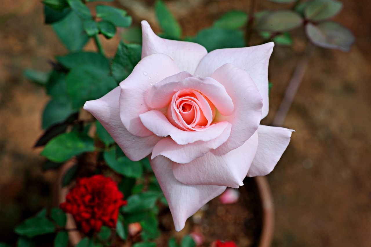 rose flowers light pink free photo