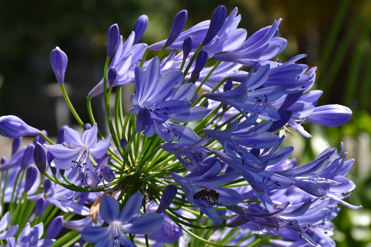 flowers blue summer free photo