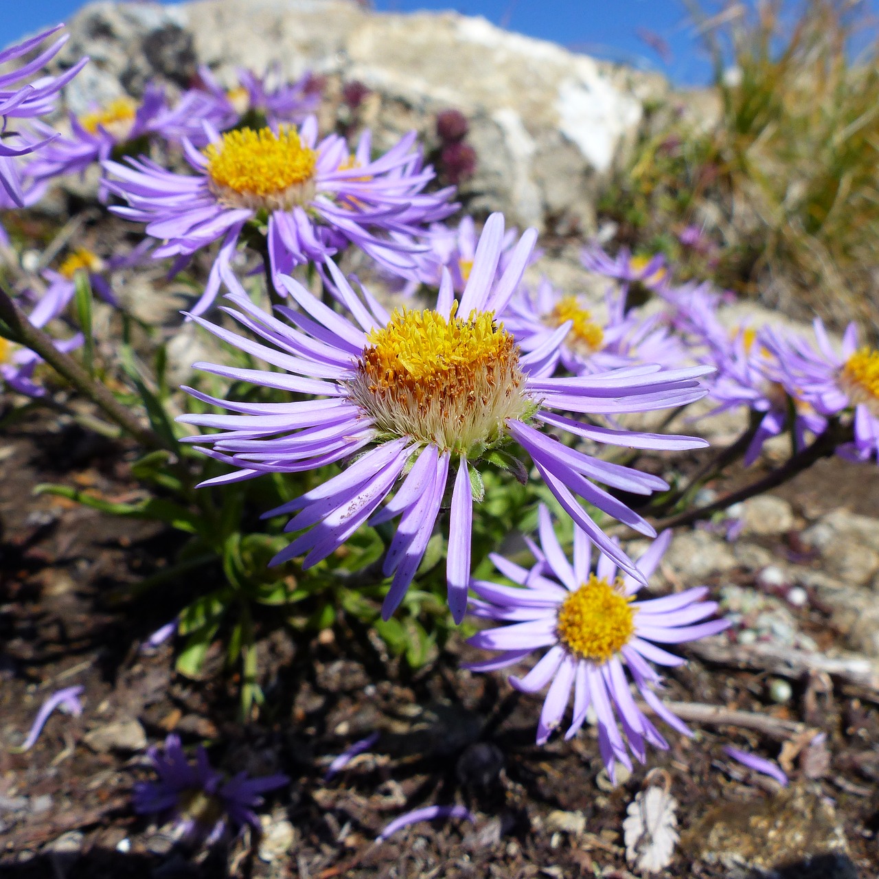 flowers macro nature free photo