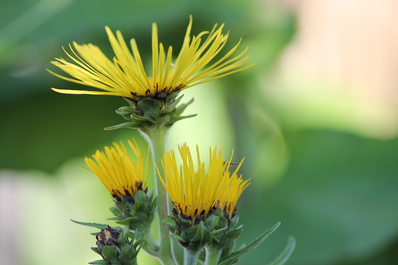 thousand beam yellow flowers perennial free photo