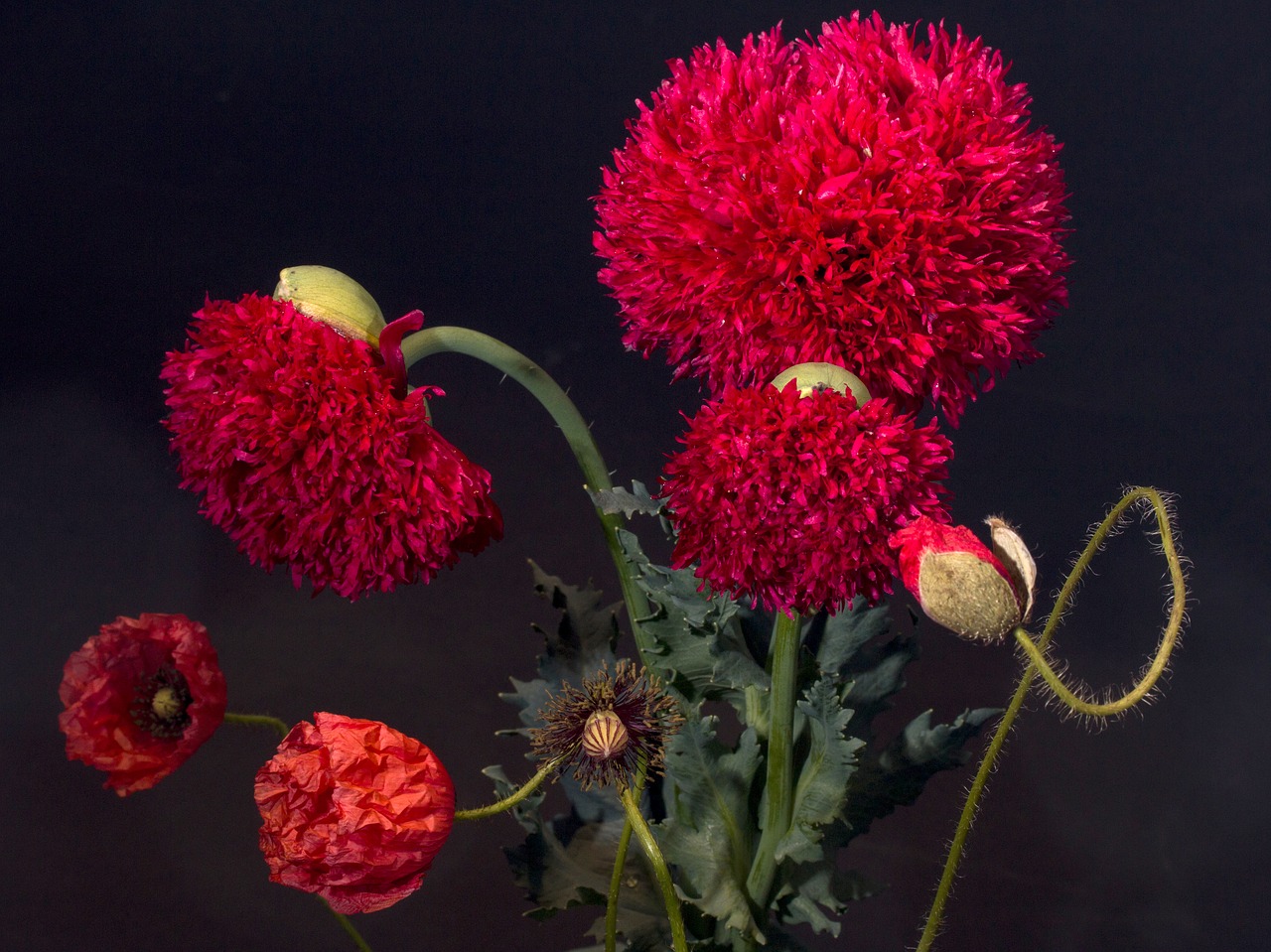 flowers poppy poppy flower free photo