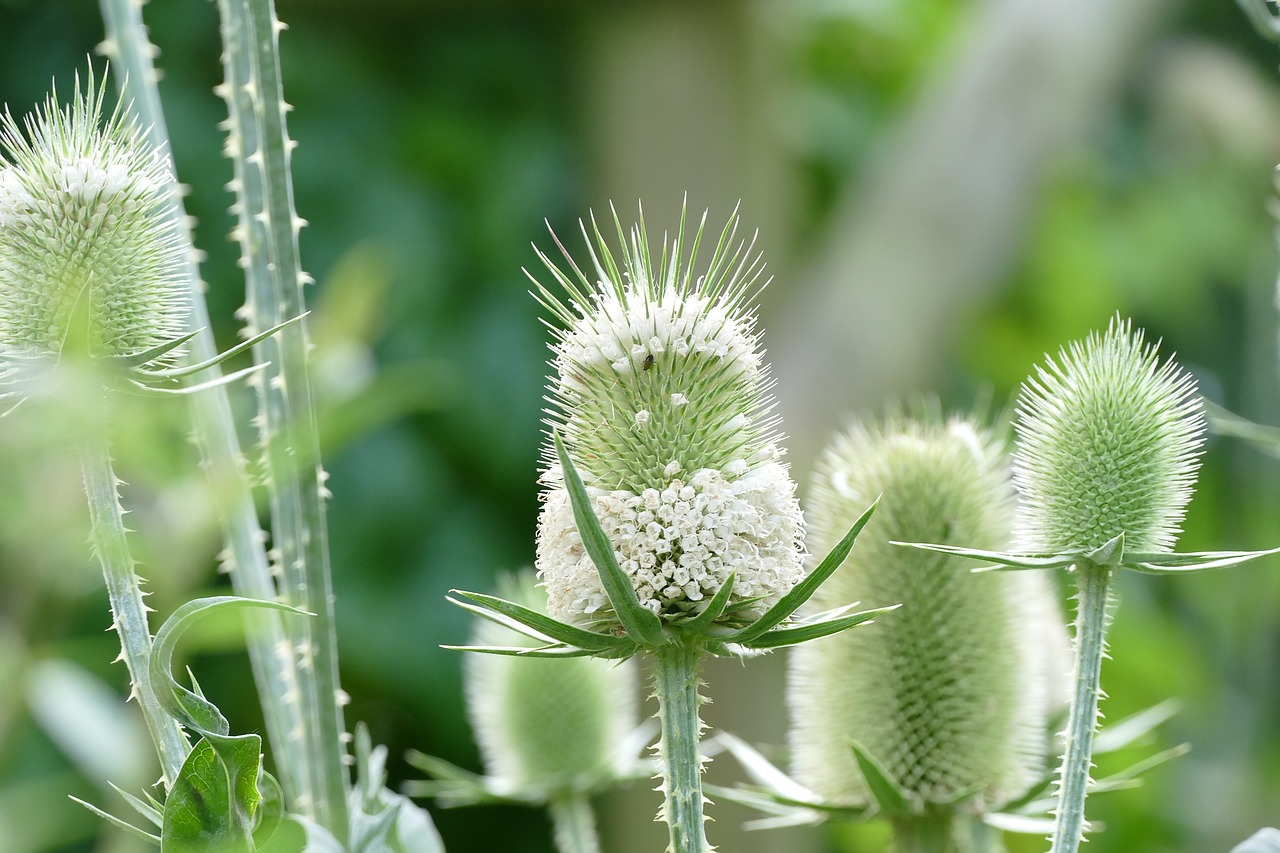 flowers nature white free photo