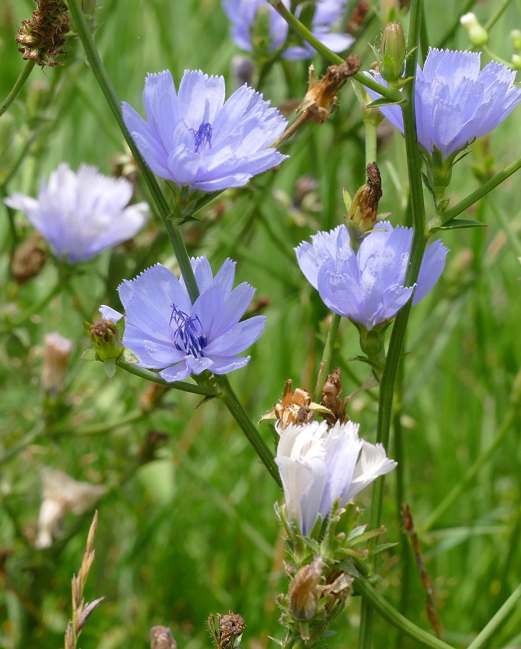 flowers blue blue flowers free photo