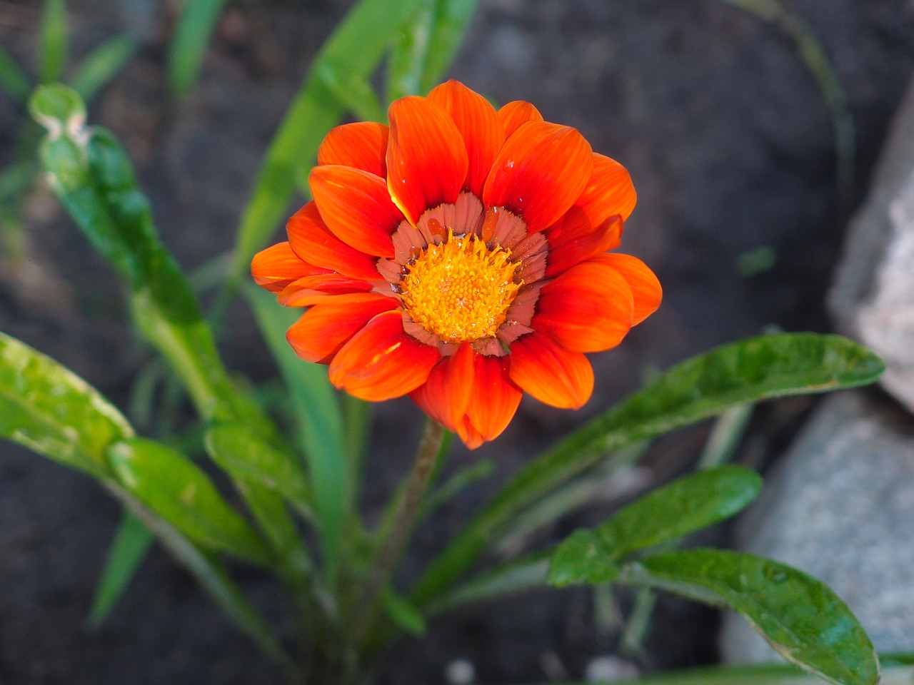 flowers orange flowers orange flower free photo