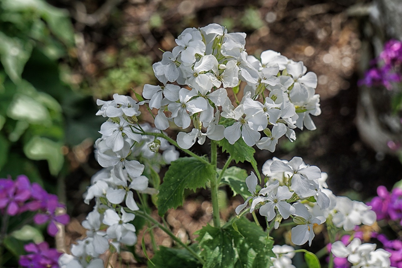 flowers geraniums plant free photo