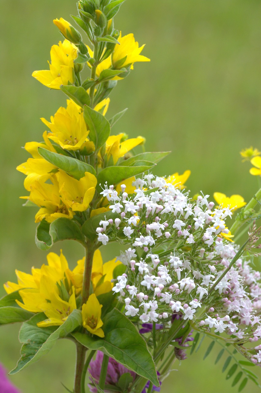 flowers wildflowers wild flower free photo