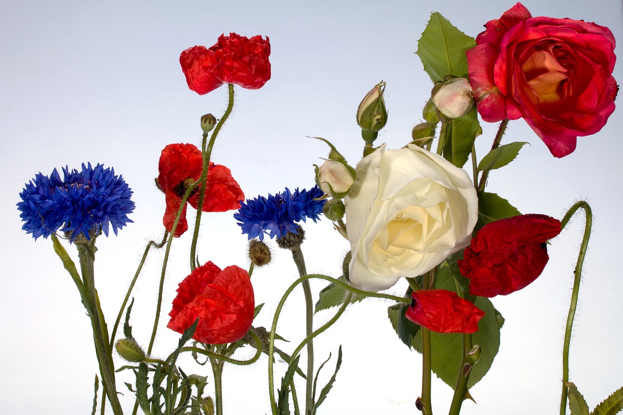 flowers cornflowers roses free photo