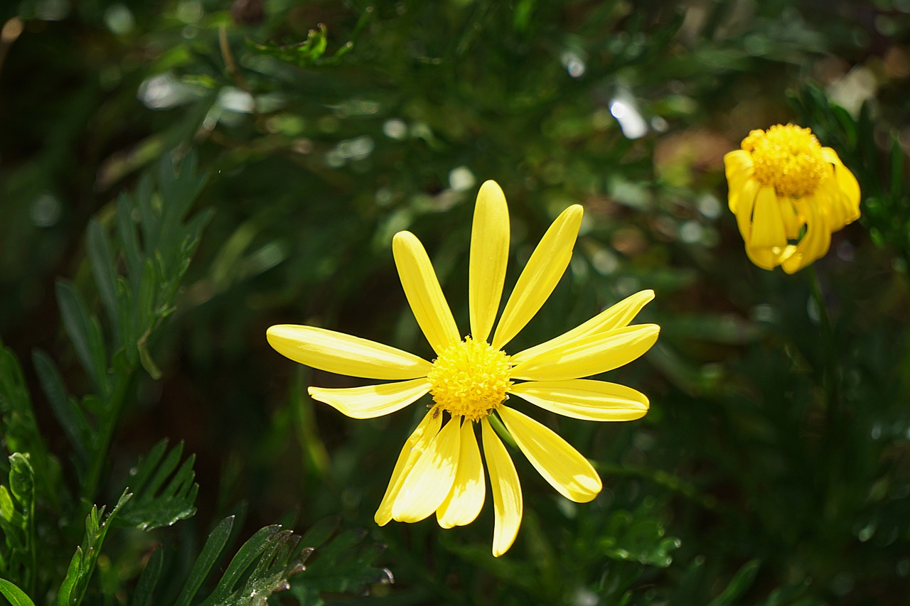 flowers daisies flora free photo