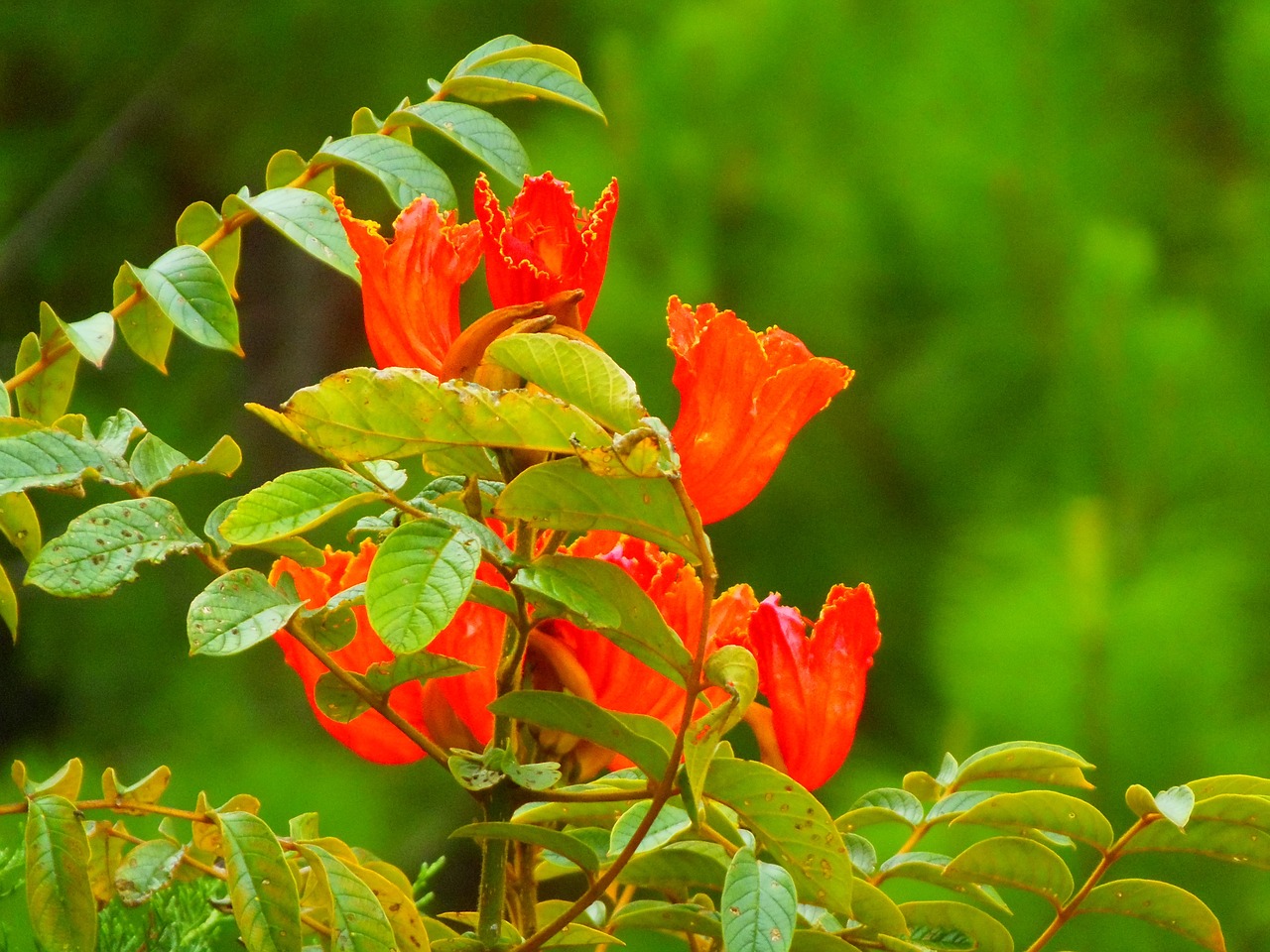 hibiscus flowers honduras free photo