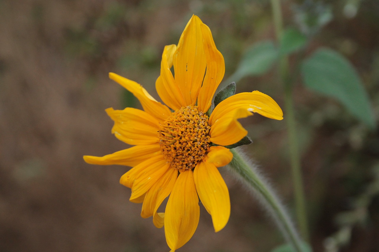 flowers nature plants free photo