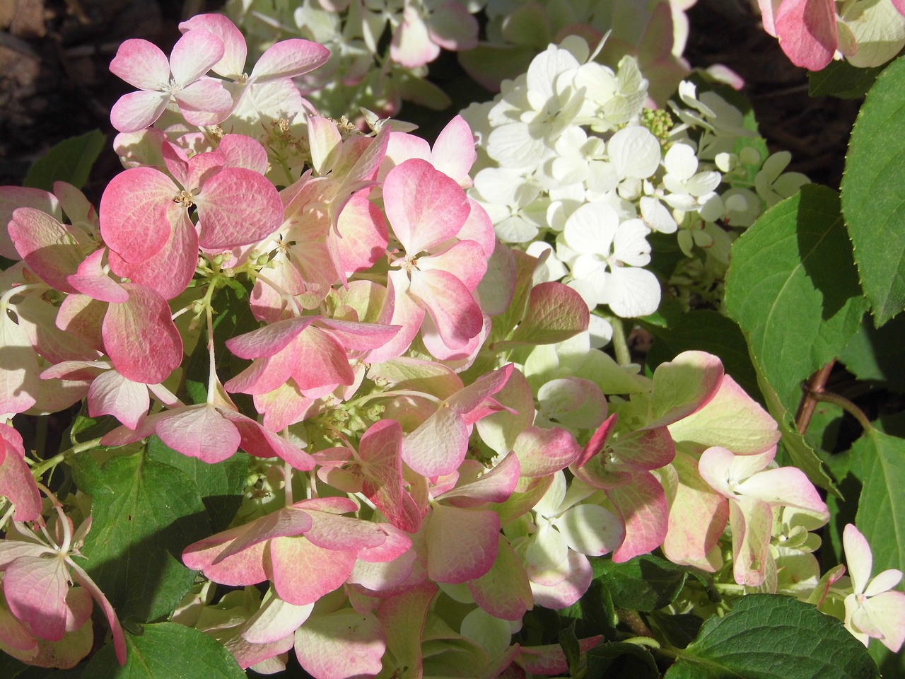 hydrangea flowers white pink free photo