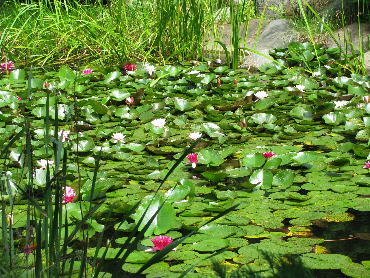 flowers water foliage free photo