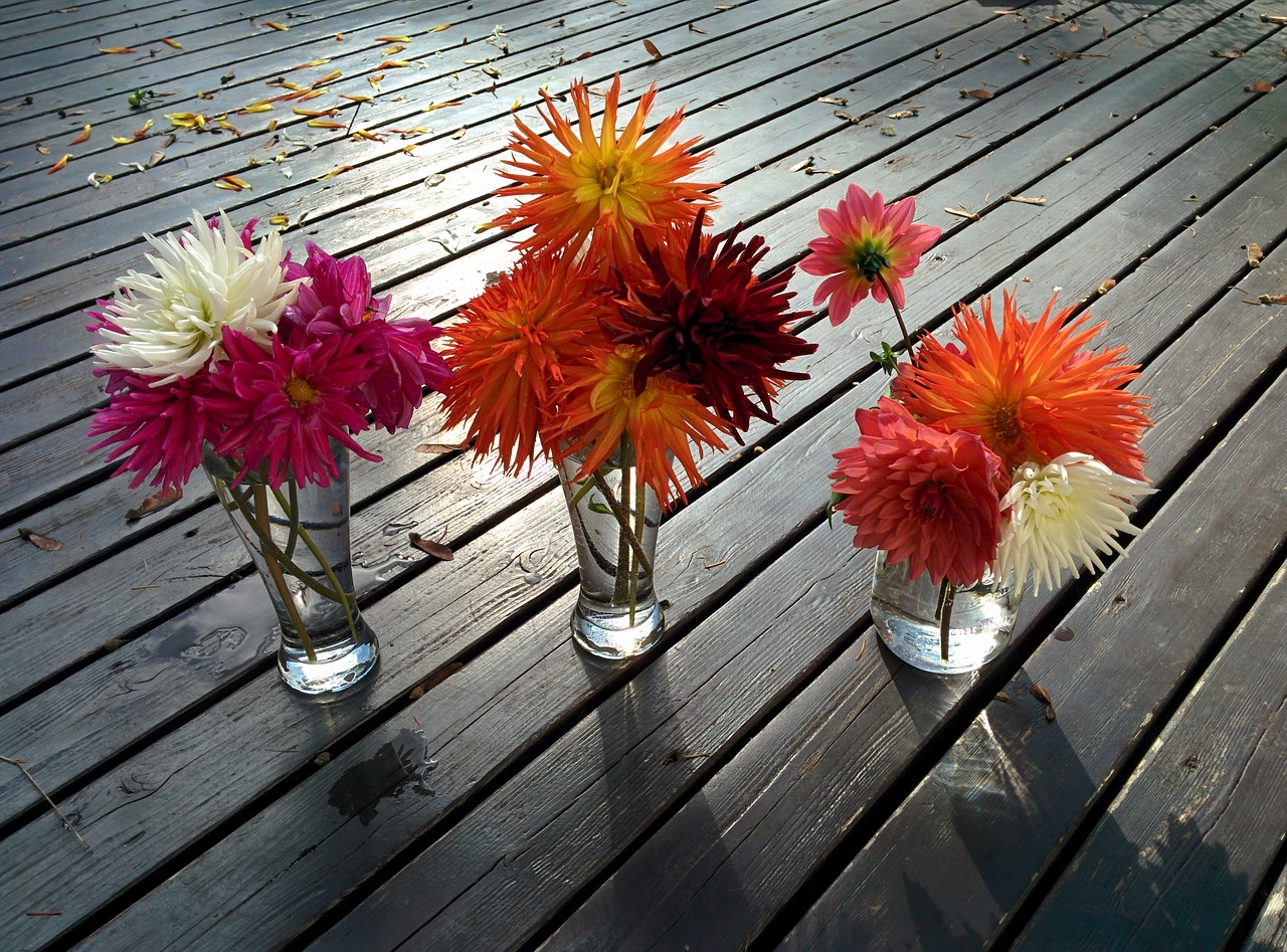 flowers dahlias vases free photo