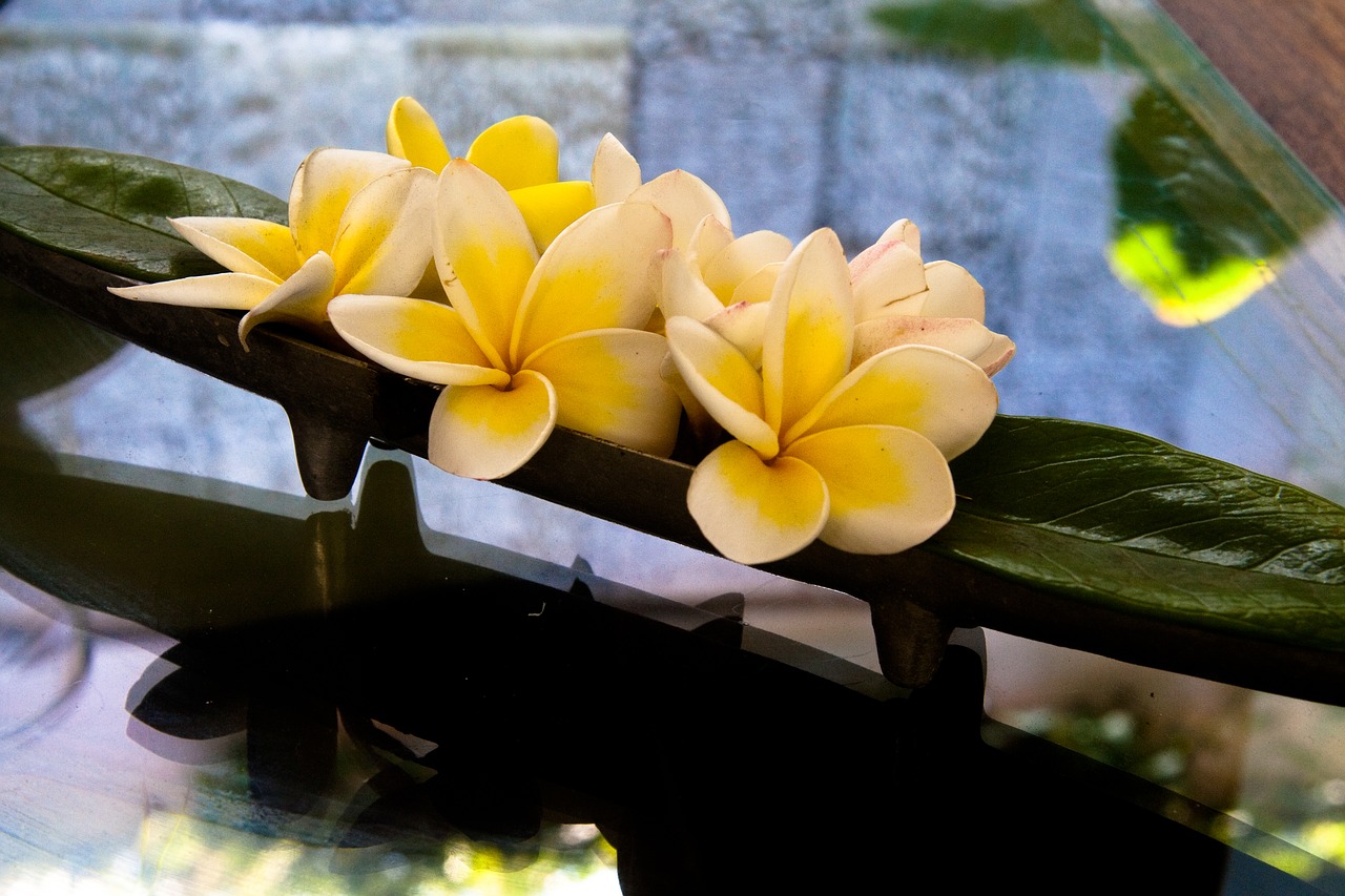 plumeria flowers frangipani free photo