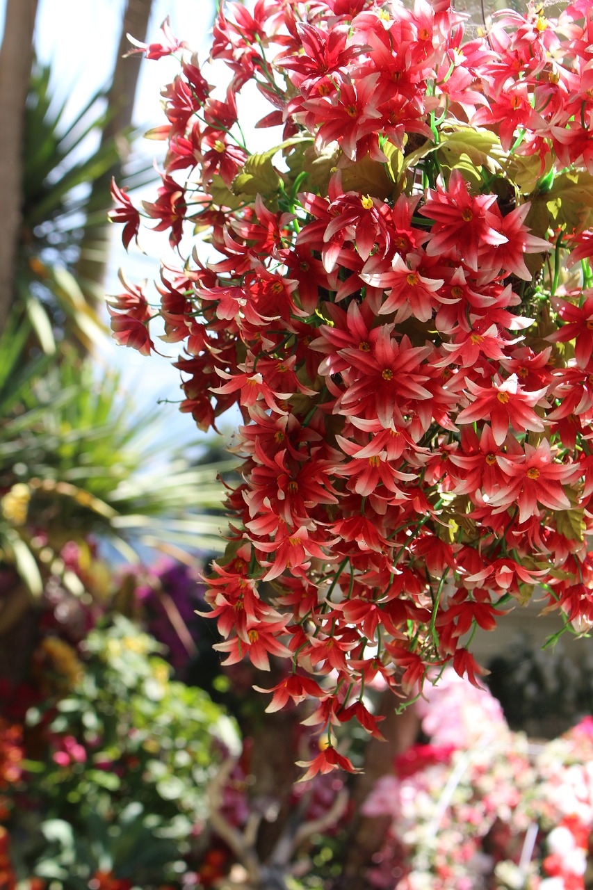 flowers thailand asia free photo