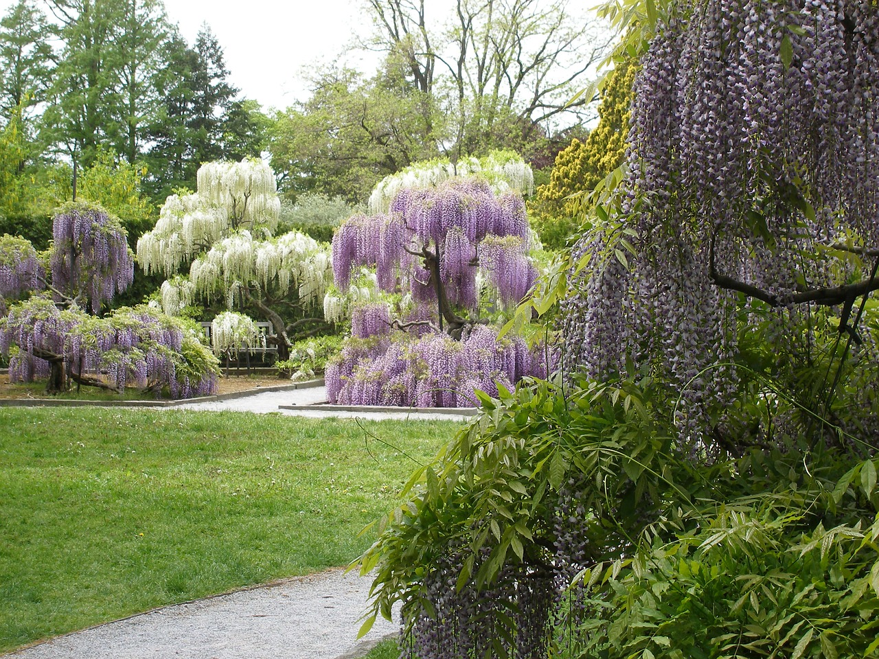 flowers wisteria spring free photo