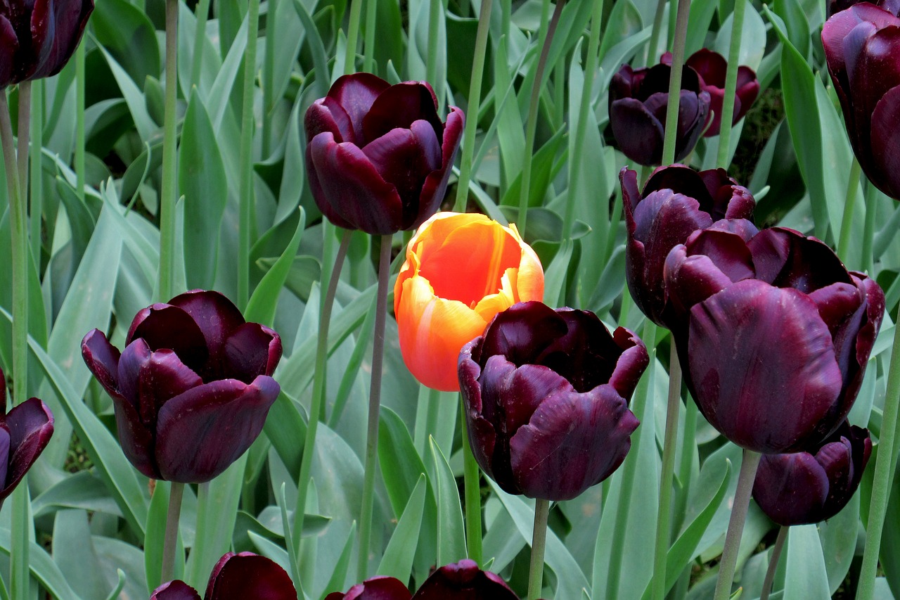 flowers flower tulips free photo