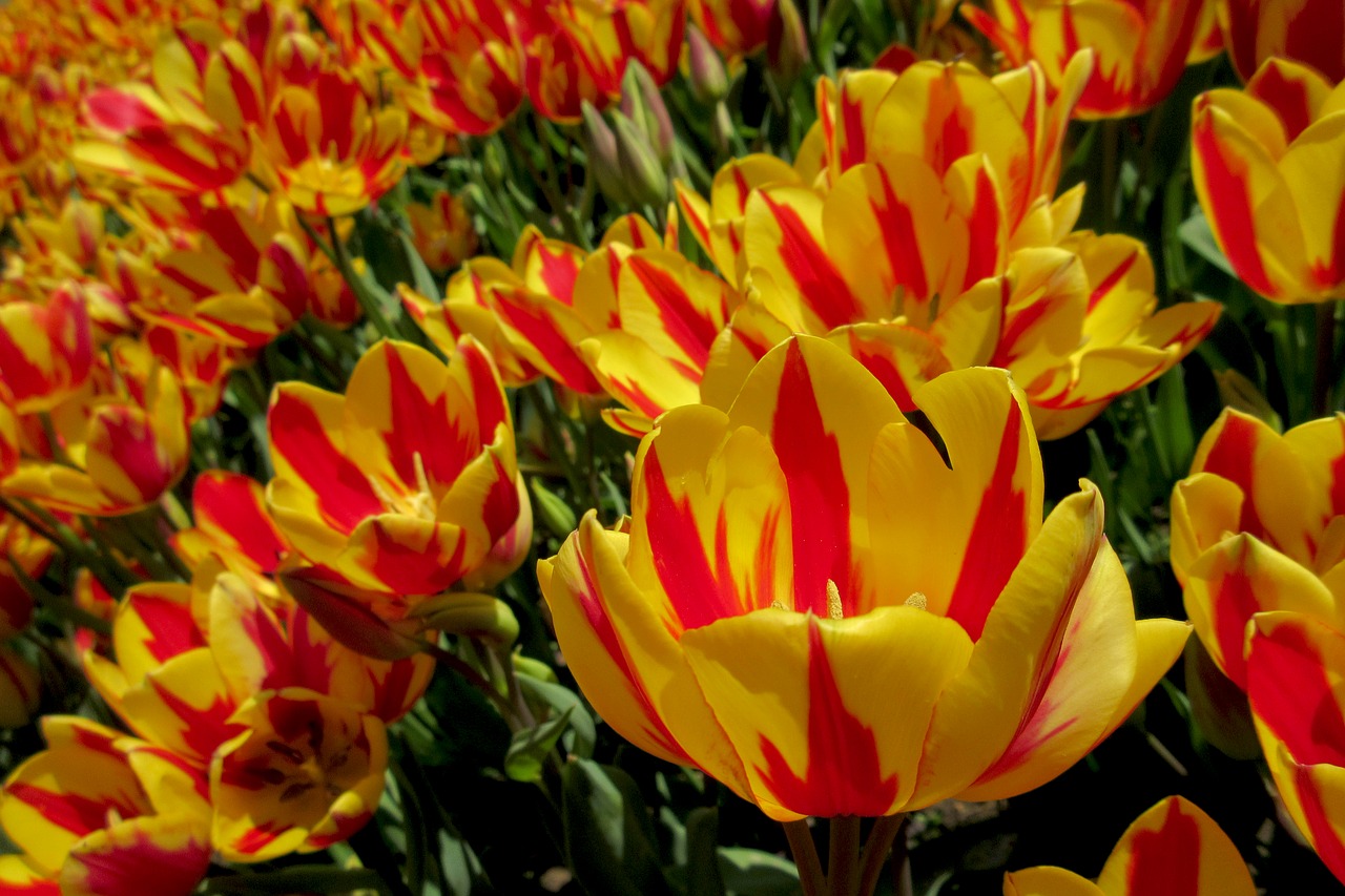 flowers flower tulips free photo