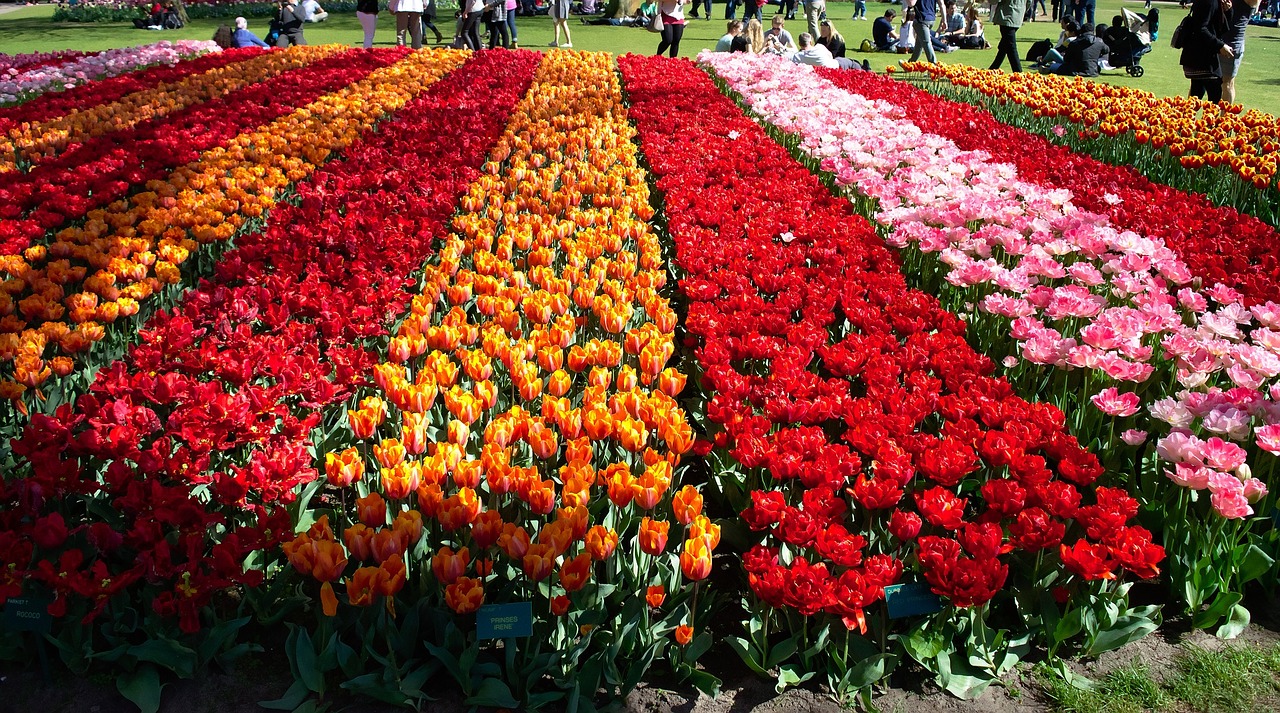 flowers tulips field free photo