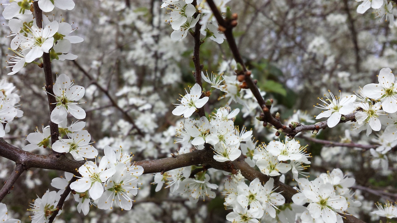 flowers spring fruit tree free photo