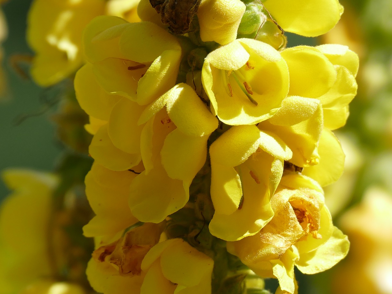 flowers yellow yellow flower free photo