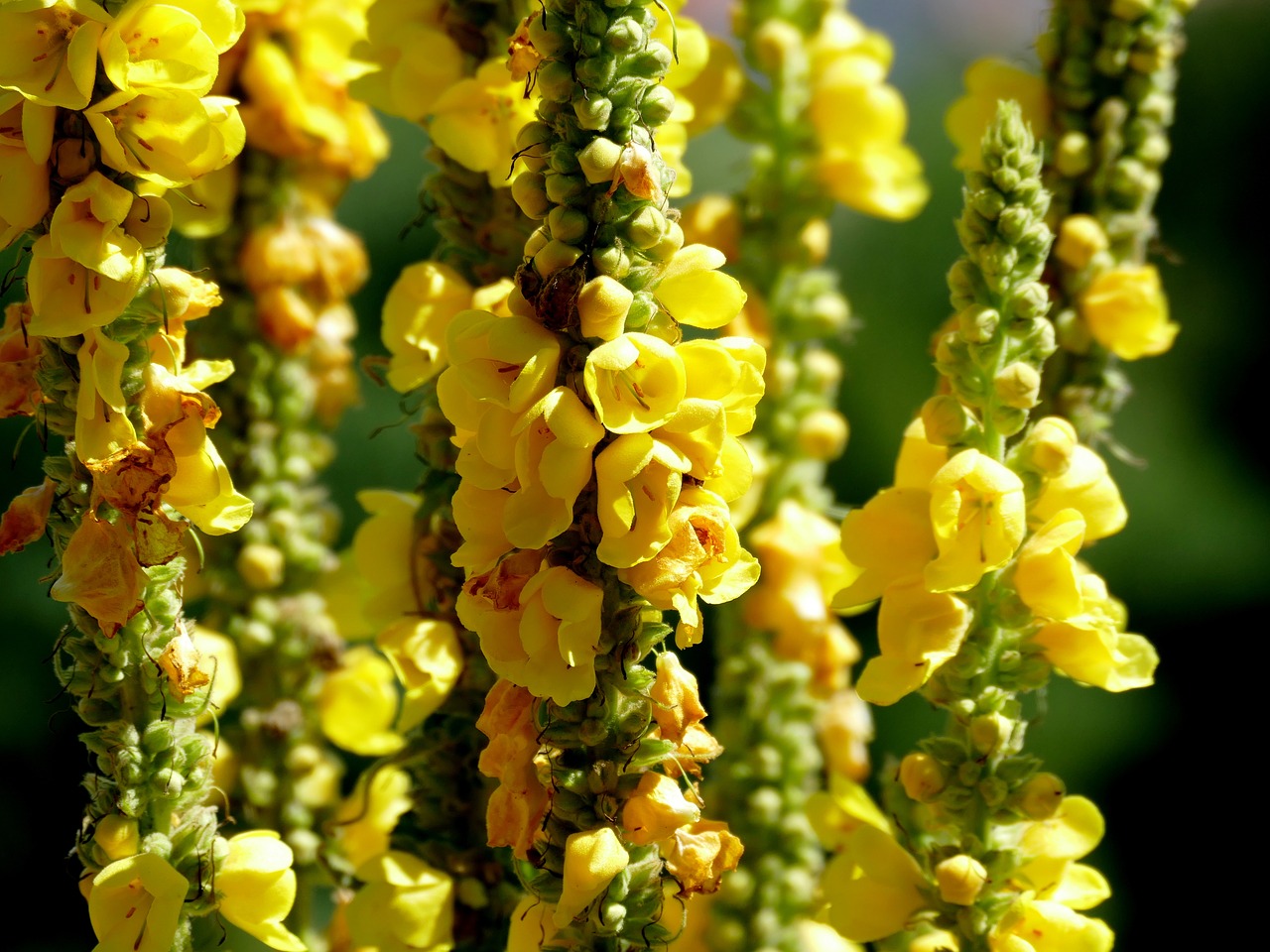 flowers yellow yellow flowers free photo