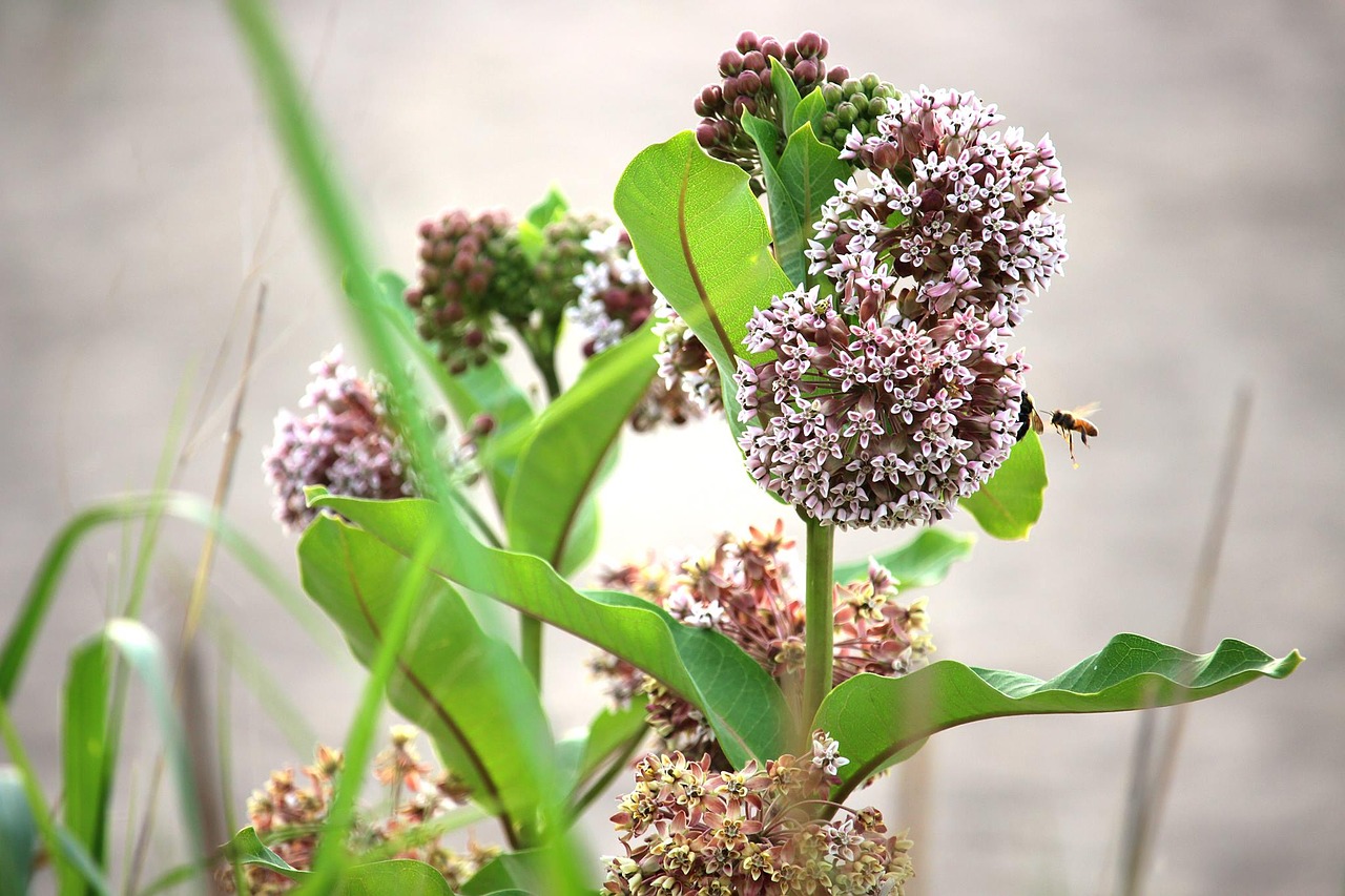 flowers nature bees free photo