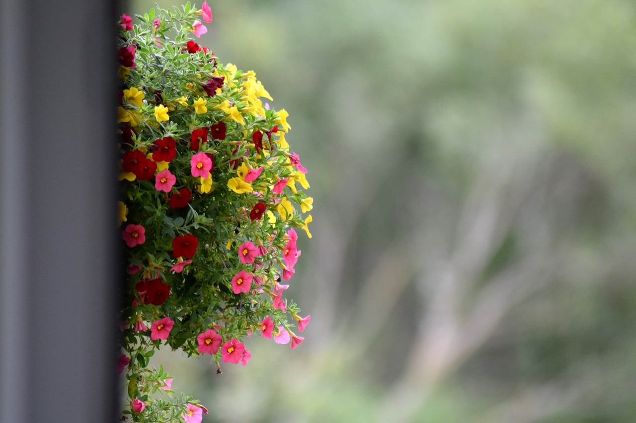 flowers background balcony free photo