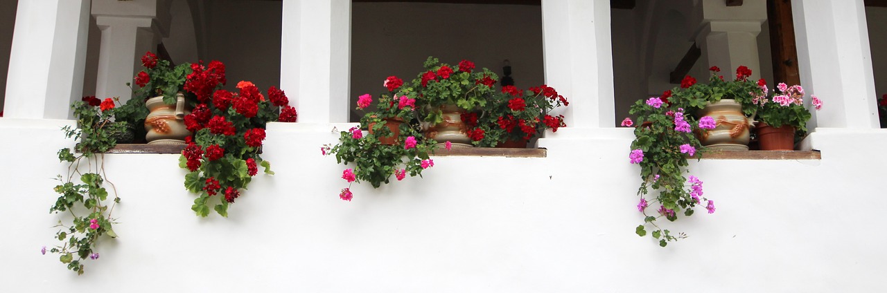 flowers pots window free photo