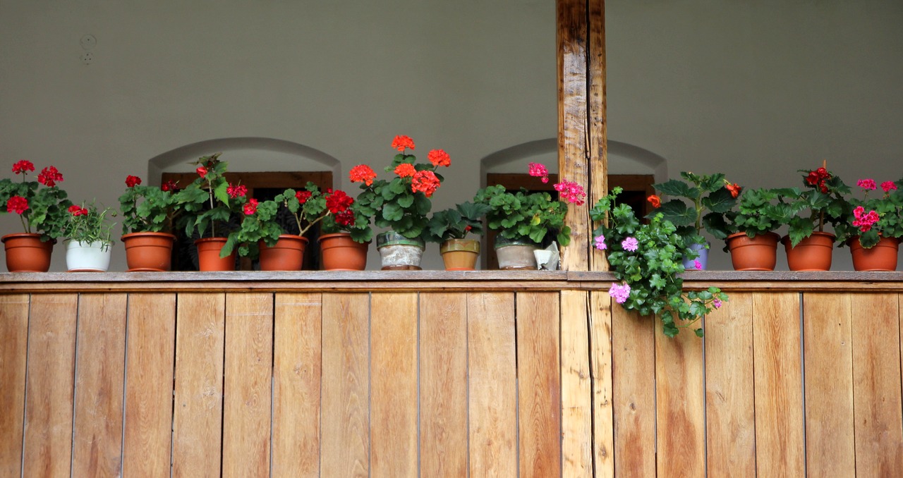 flowers pots window free photo