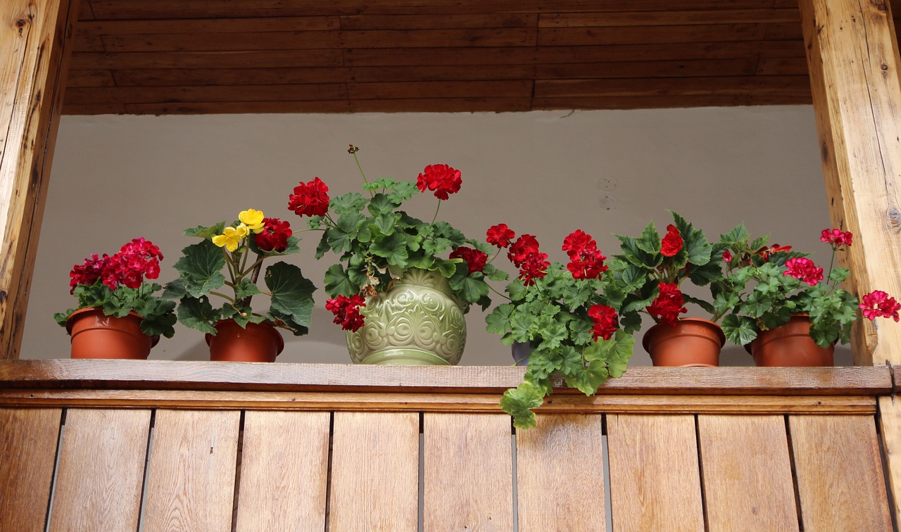 flowers pots window free photo