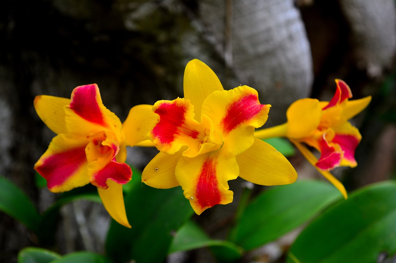 flowers orchid flower free photo