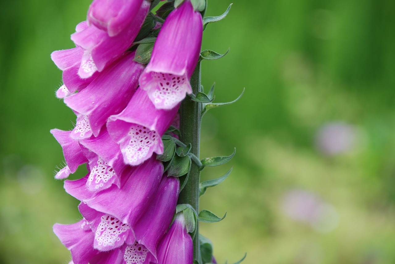 flowers nature garden free photo