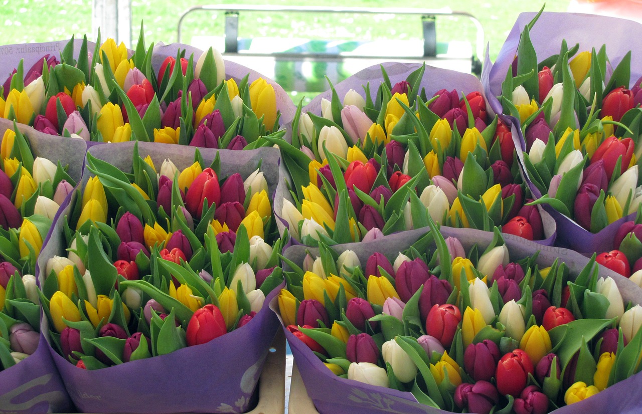 flowers tulips nature free photo