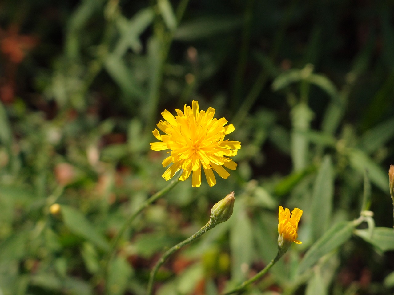 flowers grass flower free photo