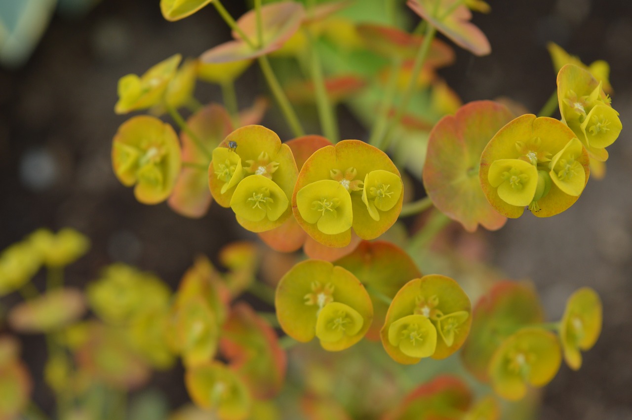 flowers yellow nature free photo