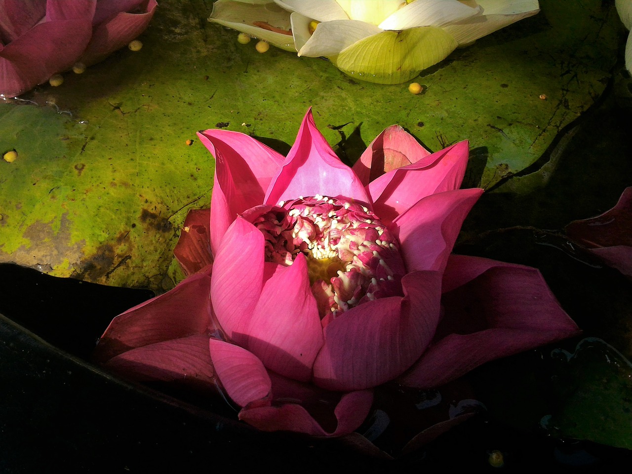 flowers lotus green free photo