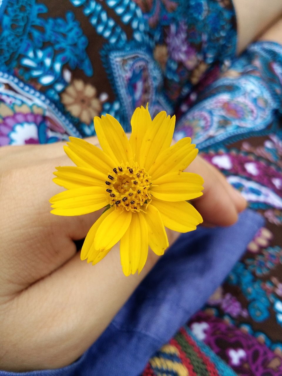 flowers yellow hand free photo