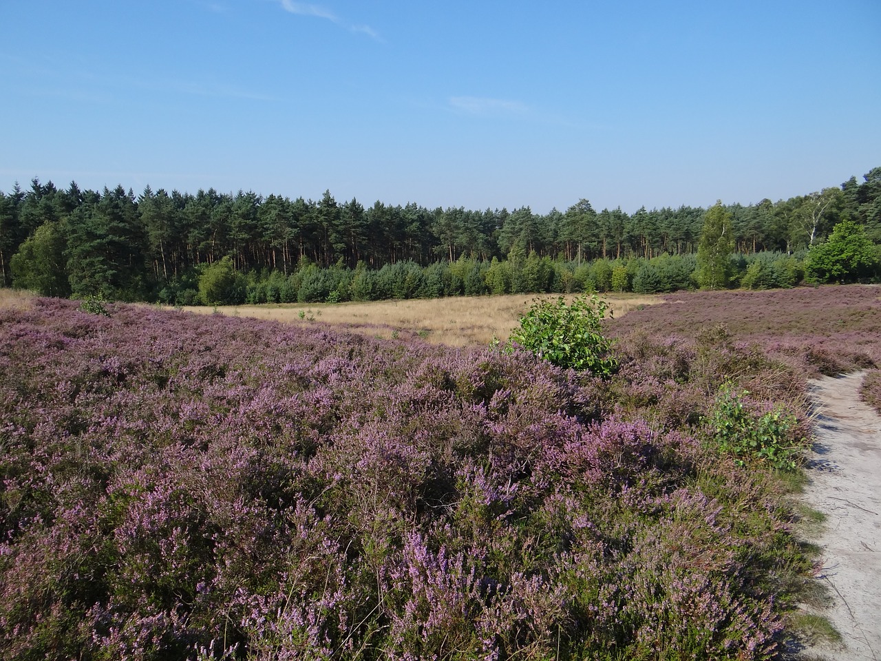 nature purple flowers free photo