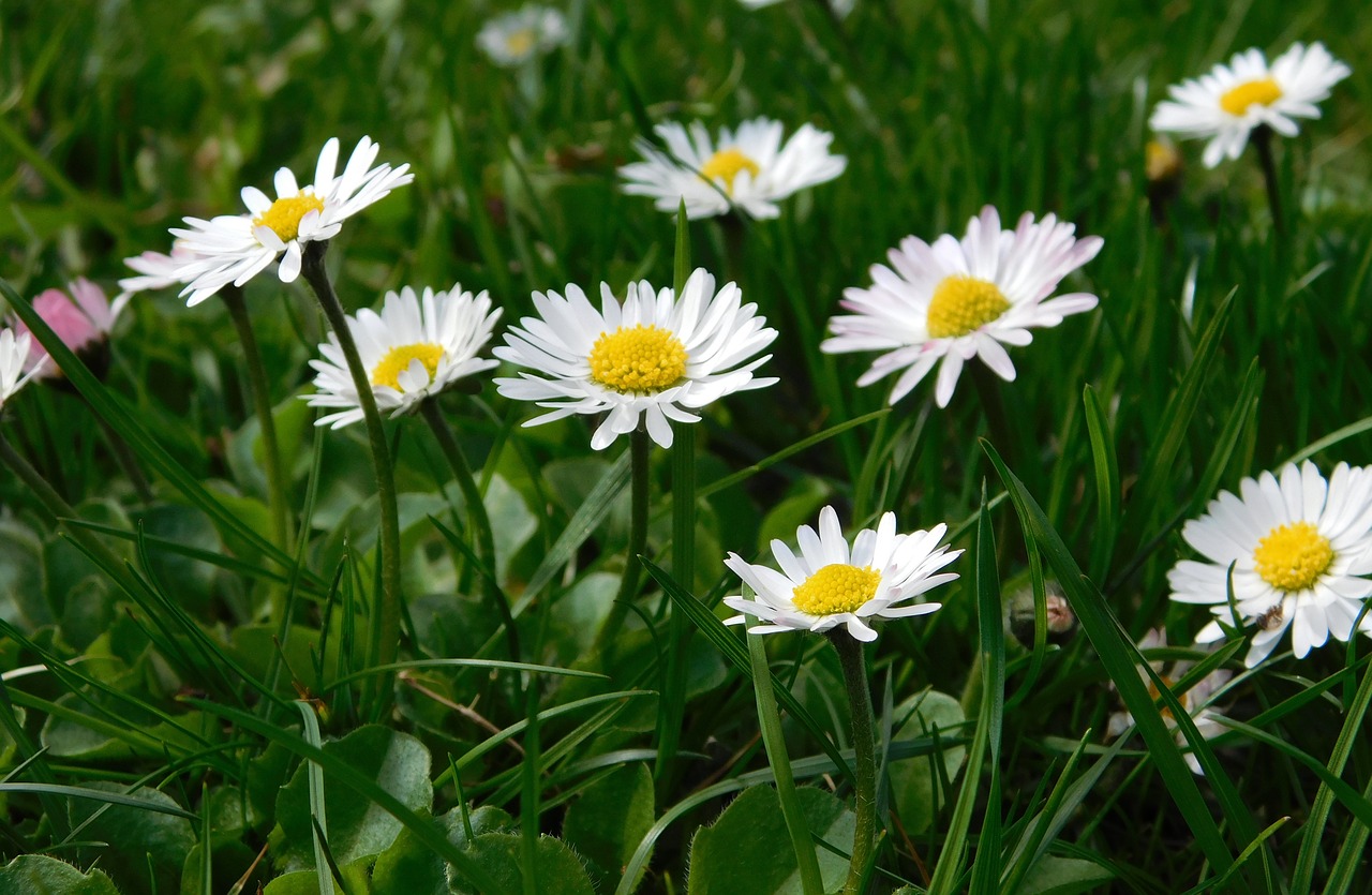 daisy flowers wildflowers free photo