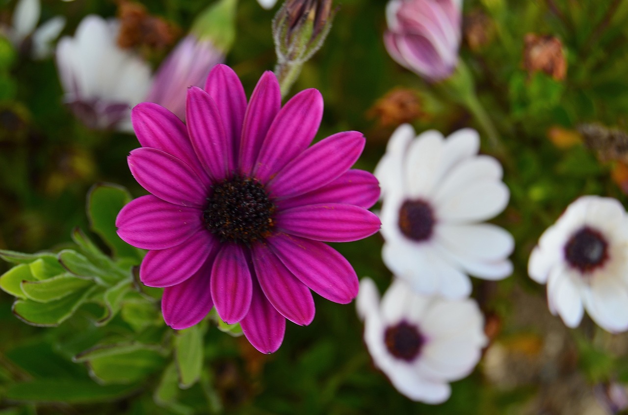 flowers field plants free photo