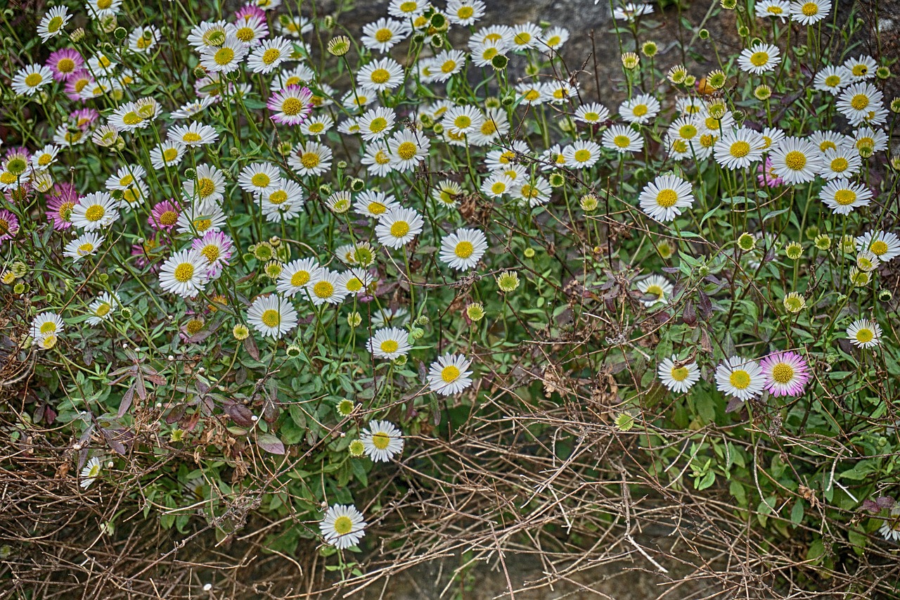 flowers daisies nature free photo