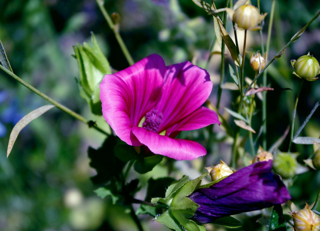 flowers nature summer flowers free photo