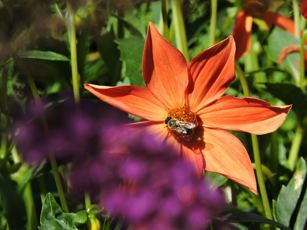 flowers garden flower free photo