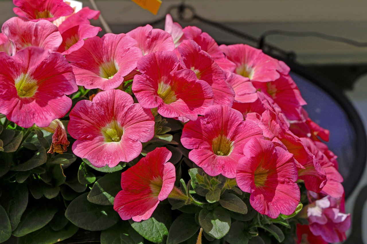 petunia bell flowers plant free photo